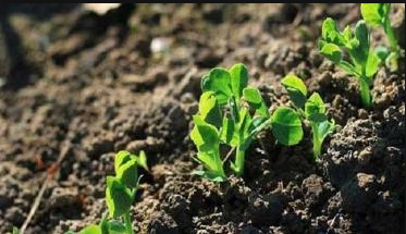 蔬菜种植地，防止土壤产生盐渍化是关键，从而提高种植效益