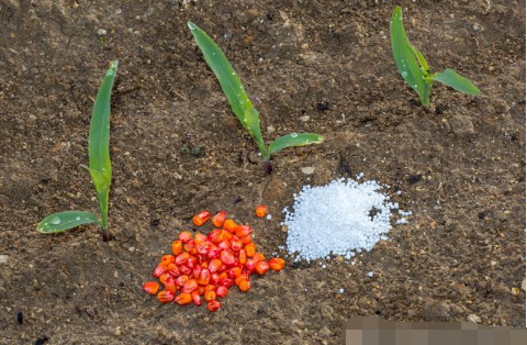 如何通过合理施肥解决土壤盐碱的问题，让改良与利用同等重要
