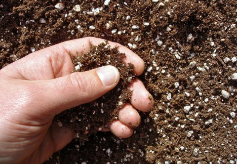如何通过合理施肥解决土壤盐碱的问题，让改良与利用同等重要