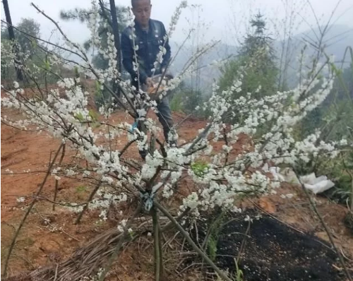 土壤有五种，施肥方法不同，要根据土壤的特性施肥！