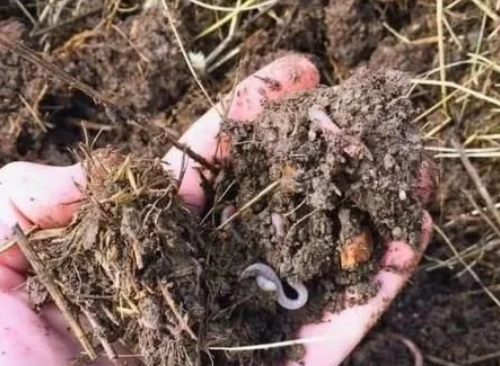 土壤里有蚯蚓对植物的几大好处，如何吸引蚯蚓过来呢？