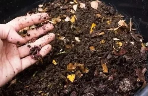 土壤里有蚯蚓对植物的几大好处，如何吸引蚯蚓过来呢？