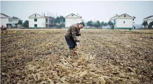 如何解决大面积水田土壤板结，不能轮番耕种？