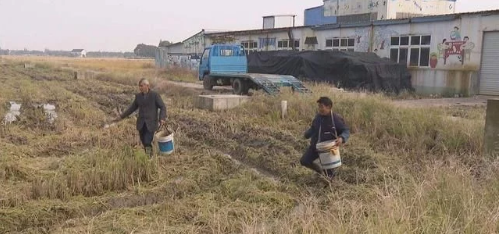 如何解决大面积水田土壤板结，不能轮番耕种？