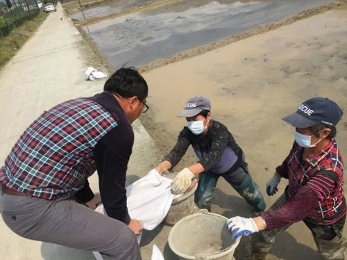 四川这项改良土壤技术 让稻谷卖价翻一倍