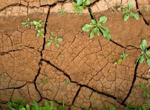 为什么保护土壤越来越重要?有哪些必要性?