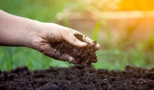 土壤有机质含量高不高，和它有直接关系！