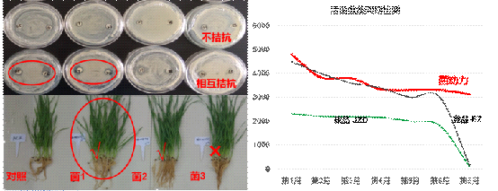 中化菌动力，抗病促根添活力