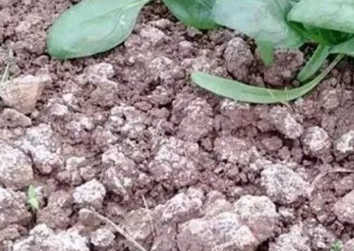 土壤“有病”的六大症状