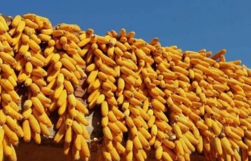 夏季种植玉米，改善土壤通透性，有助于提高玉米的产量