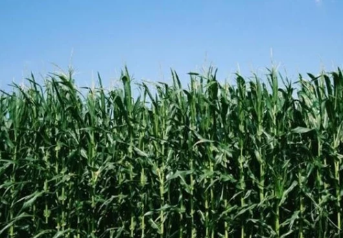 夏季种植玉米，改善土壤通透性，有助于提高玉米的产量