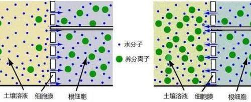 菜田土壤盐渍化问题突出，20年植保经验告诉你如何有效解决！