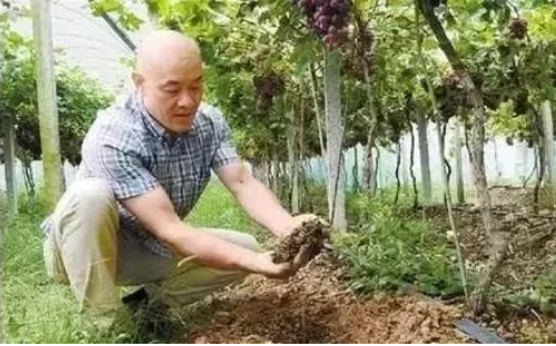 土壤条件与果树健康生长的关系，你弄懂没？