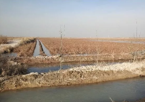 为什么要治理盐碱地？如何治理盐碱地？