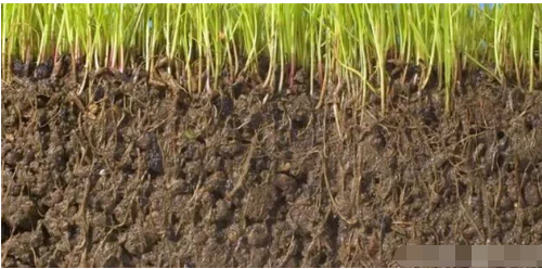 连番施肥种植，土壤被压榨一空，采取何种方式恢复土壤肥力