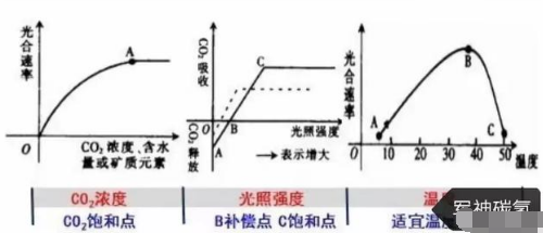 碳氢核肥：减了化肥，富了农民，绿了中国