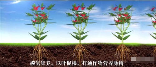 碳氢核肥：减了化肥，富了农民，绿了中国