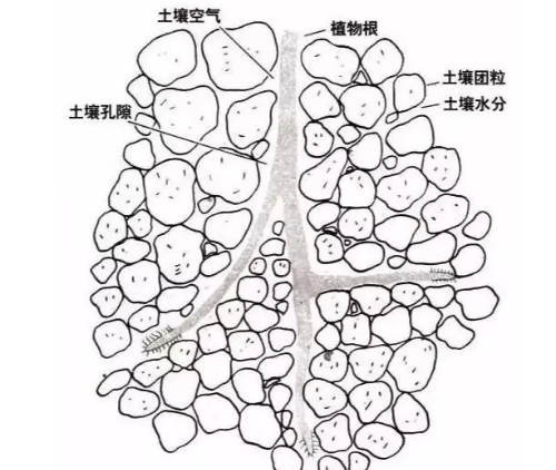 土壤改良 > 正文 根系在土壤中的生长情况 所以团粒结构既能保水抗旱