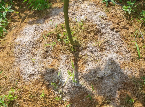 生石灰还能治土传病害严重？使用不当可能颗粒无收！