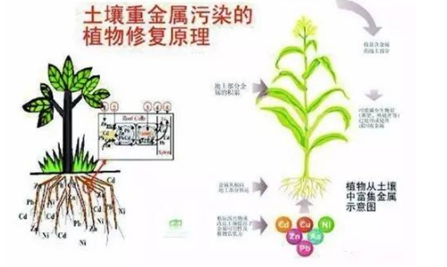 土壤健康的标准是什么？