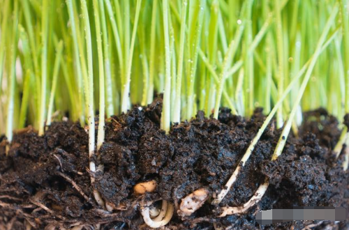 脚下的土壤，你还好吗？土壤是一种有限的资源 一旦损毁或退化 在我们有生之年都将无法恢复 要知道，我们的食