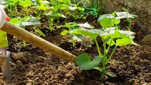 蔬菜长不好，如何提高土壤透气性？