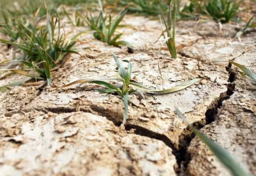 土壤为何越改越差，究竟有什么办法能拯救？