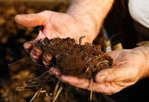这才是健康的土壤该有的样子，土壤改良你就从这几个方面下手