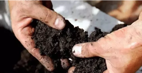 土壤“酸化”，作物减产的“凶手”之一！