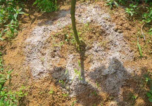 生石灰还能治土传病害严重？使用不当可能颗粒无收！