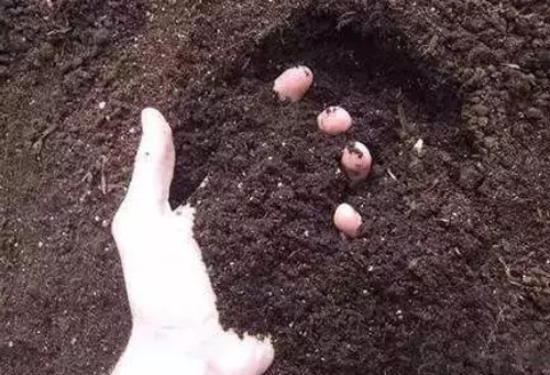 你的土壤是否还是它原本的那个样子？
