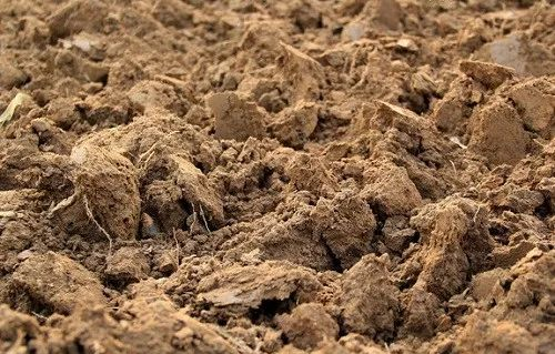 土壤中没有它，施再多肥料效果也不好！