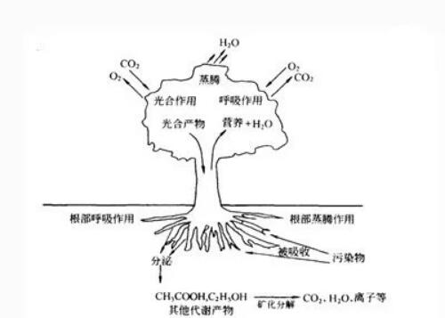 土壤有机污染物的生物处理办法