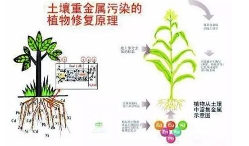 你的土壤是否还是它原本的那个样子？