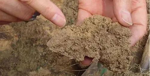 “土壤板结”怎么办？终于说明白了！