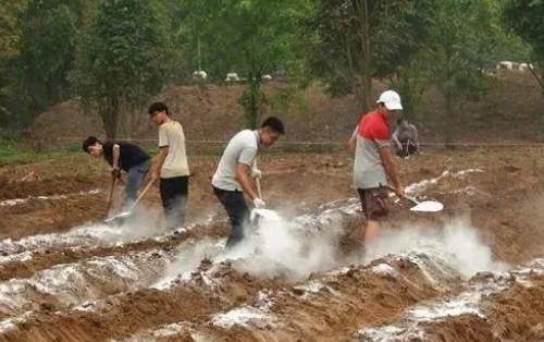 用生石灰给土壤消毒行吗？