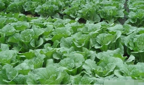 农民种蔬菜，要掌握蔬菜地土壤改良方法，才能提高蔬菜产量