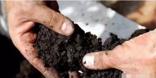 土壤“酸化”，作物减产的“凶手”之一！