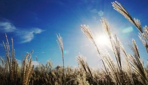 重金属污染土壤治理：生物法，后浪的洪荒之力