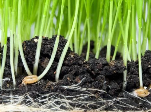 为什么要使用有机肥？原来有机肥缺失对土壤和作物的危害这么大