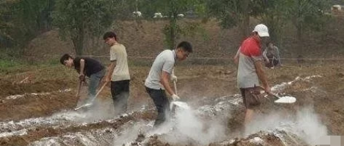 生石灰改良土壤有效，但要做对这四点！