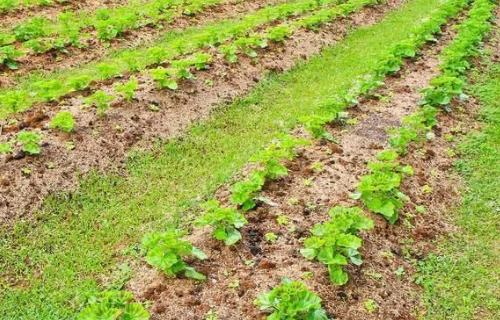 改良菜地土壤“五种”措施