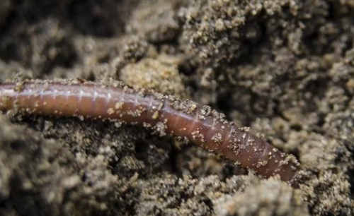 正确认识“蚯蚓”对土壤的贡献！没有它的土壤都有毛病