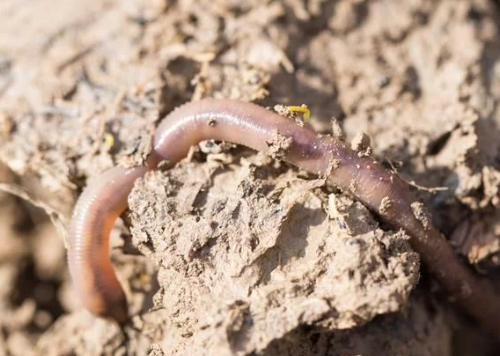 正确认识“蚯蚓”对土壤的贡献！没有它的土壤都有毛病