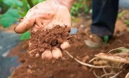 切记：土壤有机质缺乏，菌肥就别用了