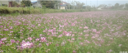 怎样解决土壤板结？