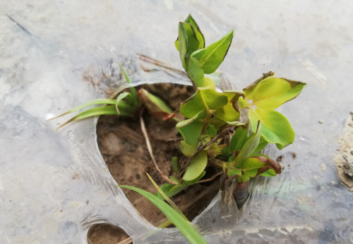 腐植酸不是神，却是神奇！（深刻解读）