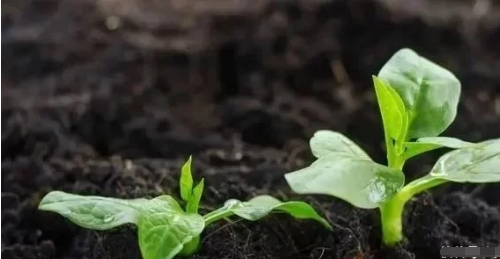 土壤中的它，比氮磷钾更重要！却被所有人忽略了