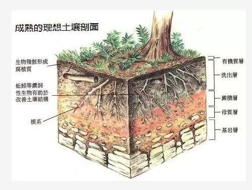 亏大了！用了“粪肥”，伤了根、落了果，赔了......