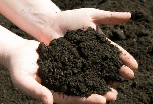 土壤生病怎么办？